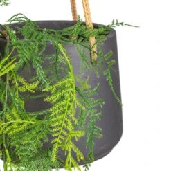 Patt Hanging Plant Pot - Black Washed -HORTOLOGY Plants Sale Asparagus plumosos Lace Fern Hanging Bush Artificial 80cm 6 stems Patt Hanging Pot Black Washed 20x17cm 2