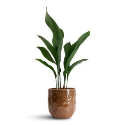 Aspidistra - Cast Iron Plant -HORTOLOGY Plants Sale Aspidistra 17x70cm Brian Pot Desert 23x22cm