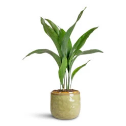Mabel Plant Pot - Sage -HORTOLOGY Plants Sale Aspidistra 17x70cm Mabel Pot Sage 21x17cm