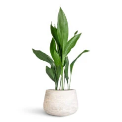 Aspidistra - Cast Iron Plant -HORTOLOGY Plants Sale Aspidistra 21x90cm Algar Darcy Planter White 37x24cm
