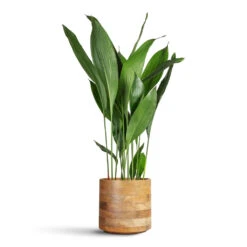 Aspidistra - Cast Iron Plant