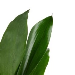 Aspidistra - Cast Iron Plant -HORTOLOGY Plants Sale Aspidistra Cast Iron Plant 13x50cm 3