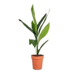 Aspidistra - Cast Iron Plant -HORTOLOGY Plants Sale Aspidistra Cast Iron Plant 13x50cm 4