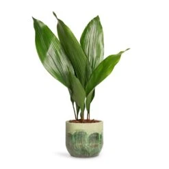 Aspidistra - Cast Iron Plant -HORTOLOGY Plants Sale Aspidistra Cast Iron Plant 13x50cm Moon Plant Pot Jungle 15x13cm c0c3f8bc d5f1 4c65 a265 96183b87e40f
