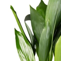 Aspidistra - Cast Iron Plant -HORTOLOGY Plants Sale Aspidistra Cast Iron Plant 15x60cm 2