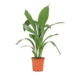 Aspidistra - Cast Iron Plant -HORTOLOGY Plants Sale Aspidistra Cast Iron Plant 17x70cm