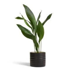 Hadleigh Plant Pot - Charcoal -HORTOLOGY Plants Sale Aspidistra Cast Iron Plant 17x70cm Hadleigh Plant Pot Charcoal 20x17.5cm 4b0a8f08 6716 4a5f 9c8f 049328a1ff68