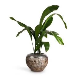Aspidistra - Cast Iron Plant -HORTOLOGY Plants Sale Aspidistra Cast Iron Plant 17x80cm Luxe Lite Layer Globe Planter Bronze 28x20cm de5057ff 148b 4c39 9039 d945d87d5572