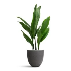 Aspidistra - Cast Iron Plant -HORTOLOGY Plants Sale Aspidistra Cast Iron Plant 19x80cm Mini Jesslyn Plant Pot Black Washed 25x21cm