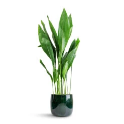 Aspidistra - Cast Iron Plant -HORTOLOGY Plants Sale Aspidistra Cast Iron Plant 24x110cm Babet Plant Pot Pine 27x23cm