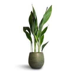 Lydia Plant Pot - Shiny Green 24 Lydia Plant Pot - Shiny Green -HORTOLOGY Plants Sale Aspidistra Cast Iron Plant 24x110cm Lydia Plant Pot Shiny Green 31x28cm