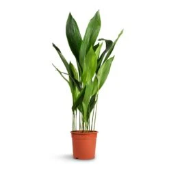 Aspidistra - Cast Iron Plant -HORTOLOGY Plants Sale Aspidistra Cast Iron Plant 24x110cm xl