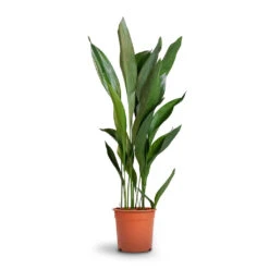 Aspidistra - Cast Iron Plant -HORTOLOGY Plants Sale Aspidistra Cast Iron Plant 24x110cm 12d6a488 4f3c 4a98 adc7 228e66c48a6a