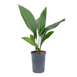 Aspidistra - Cast Iron Plant - HydroCare -HORTOLOGY Plants Sale Aspidistra Cast Iron Plant HydroCare 15 19x60cm