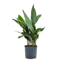 Aspidistra - Cast Iron Plant - HydroCare -HORTOLOGY Plants Sale Aspidistra Cast Iron Plant HydroCare 18 19x80cm