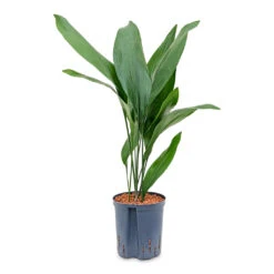 Aspidistra - Cast Iron Plant - HydroCare -HORTOLOGY Plants Sale Aspidistra Cast Iron Plant HydroCare 22 19x75cm