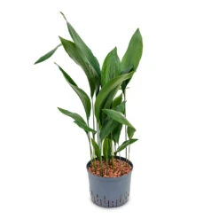 Aspidistra - Cast Iron Plant - HydroCare -HORTOLOGY Plants Sale Aspidistra Cast Iron Plant HydroCare 25 19x110cm