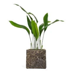 Lava Cube Relic Planter - Rust -HORTOLOGY Plants Sale Aspidistra Cast Iron Plant Lava Cube Relic Planter Rust