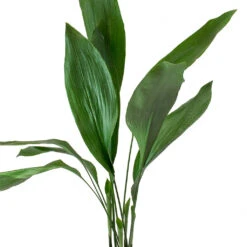 Aspidistra - Cast Iron Plant -HORTOLOGY Plants Sale Aspidistra Cast Iron Plant Leaves