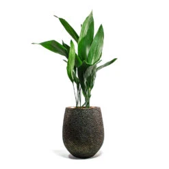 Opus Hit Darcy Planter - Gold -HORTOLOGY Plants Sale Aspidistra Cast Iron Plant Opus Hit Darcy Planter Gold