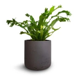Charlie Plant Pot - Black Washed 30 Charlie Plant Pot - Black Washed -HORTOLOGY Plants Sale Asplenium Crissie Amy Bird s Nest Fern 12x20cm Charlie Plant Pot Black Washed 15x15cm d8ccef73 94b9 45d1 b15f cd3e4101078f