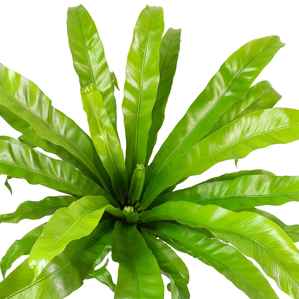 Asplenium Hurricane - Twisted Bird's Nest Fern 2 Asplenium Hurricane - Twisted Bird's Nest Fern - Image 2