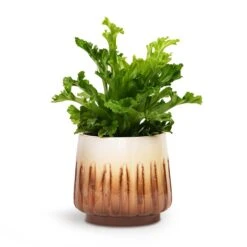 Asplenium Leslie - Crested Birds Nest Fern 8 Asplenium Leslie - Crested Birds Nest Fern -HORTOLOGY Plants Sale Asplenium Leslie Crested Birds Nest Fern 12x20cm Alice Plant Pot Caramel 15x14cm