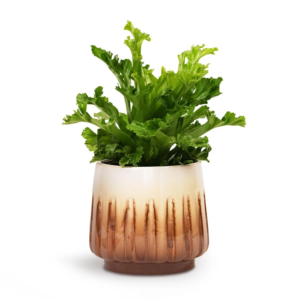 Asplenium Leslie - Crested Birds Nest Fern 4 Asplenium Leslie - Crested Birds Nest Fern - Image 4