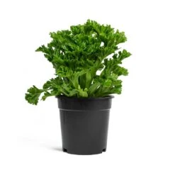 Asplenium Leslie - Crested Birds Nest Fern 7 Asplenium Leslie - Crested Birds Nest Fern -HORTOLOGY Plants Sale Asplenium Leslie Crested Birds Nest Fern 17cm