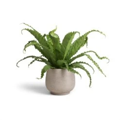 Asplenium Osaka - Japanese Bird's Nest Fern -HORTOLOGY Plants Sale Asplenium Osaka Japanese Bird s Nest Fern 17x50 Mini Pixie Plant Pot Grey Washed 24x20cm