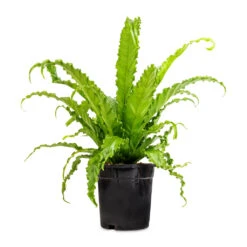 Asplenium Osaka - Japanese Bird's Nest Fern -HORTOLOGY Plants Sale Asplenium Osaka Japanese Bird s Nest Fern 17x50cm 2