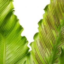 Asplenium Osaka - Japanese Bird's Nest Fern -HORTOLOGY Plants Sale Asplenium Osaka Japanese Bird s Nest Fern 17x50cm