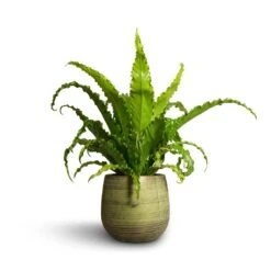 Lydia Plant Pot - Shiny Green 31 Lydia Plant Pot - Shiny Green -HORTOLOGY Plants Sale Asplenium Osaka Japanese Bird s Nest Fern 17x50cm Lydia Plant Pot Shiny Green 22x20cm