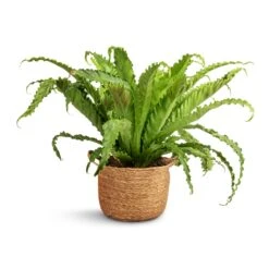 Asplenium Osaka - Japanese Bird's Nest Fern -HORTOLOGY Plants Sale Asplenium Osaka Japanese Bird s Nest Fern 17x50cm Nelis Plant Basket Natural 23x20cm 31f8e6af 287b 4e52 98d8 3ccd2af6443e