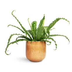 Nine Plant Pot - Caramel 16 Nine Plant Pot - Caramel -HORTOLOGY Plants Sale Asplenium Osaka Japanese Bird s Nest Fern 17x50cm Nine Plant Pot Caramel 22x20cm 1
