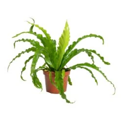 Asplenium Osaka - Japanese Bird's Nest Fern -HORTOLOGY Plants Sale Asplenium Osaka Japanese Birds Nest Fern 12x25cm