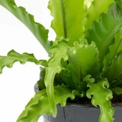 Asplenium Osaka - Japanese Bird's Nest Fern -HORTOLOGY Plants Sale Asplenium Osaka Japanese Birds Nest Fern Leaves