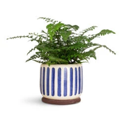 Asplenium Parvati - Mother Fern -HORTOLOGY Plants Sale Asplenium Parvati 17x40cm Stripe Pot Blue 12x18cm