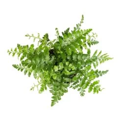 Asplenium Parvati - Mother Fern -HORTOLOGY Plants Sale Asplenium Parvati Mother Fern 12x25cm 1