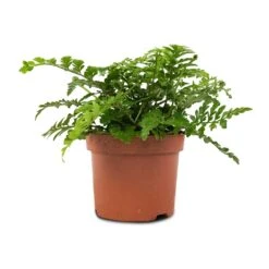 Asplenium Parvati - Mother Fern -HORTOLOGY Plants Sale Asplenium Parvati Mother Fern 12x25cm