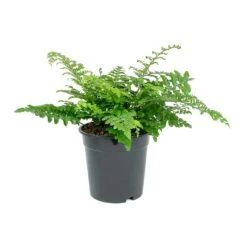Asplenium Parvati - Mother Fern -HORTOLOGY Plants Sale Asplenium Parvati Mother Fern