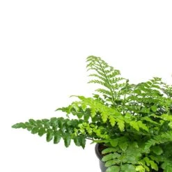 Asplenium Parvati - Mother Fern -HORTOLOGY Plants Sale Asplenium Parvati Mother Fern Fronds