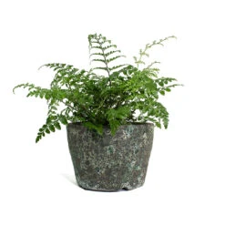Asplenium Parvati - Mother Fern -HORTOLOGY Plants Sale Asplenium Parvati Mother Fern Lava Couple Straight Relic Planter Jade fd5acf25 83f4 43bf 87de 017d92b23803