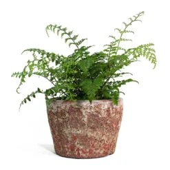 Asplenium Parvati - Mother Fern -HORTOLOGY Plants Sale Asplenium Parvati Mother Fern Lava Couple Straight Relic Planter Pink 8822c758 16f2 4670 b504 4e6ec69e1b79