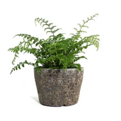Asplenium Parvati - Mother Fern -HORTOLOGY Plants Sale Asplenium Parvati Mother Fern Lava Couple Straight Relic Planter Rust 3edd8857 f21d 48a6 b9e8 9cc5d9258642