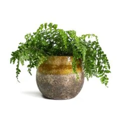 Asplenium Parvati - Mother Fern -HORTOLOGY Plants Sale Asplenium Parvati Mother Fern Lindy Plant Pot Ochre 54579a56 2c38 4b71 94e7 d9a986ec4a05