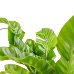 Asplenium Hurricane - Twisted Bird's Nest Fern 14 Asplenium Hurricane - Twisted Bird's Nest Fern -HORTOLOGY Plants Sale Asplenium antiquum Hurricane Twisted Bird s Nest Fern SWATCH