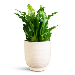 Asplenium Nidus Campio - Champion's Bird's Nest Fern -HORTOLOGY Plants Sale Asplenium nidus Campio 12x30cm Sofia Pot Vanilla 14x14cm