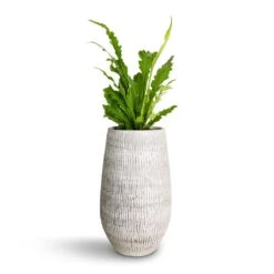 Asplenium Nidus Campio - Champion's Bird's Nest Fern -HORTOLOGY Plants Sale Asplenium nidus Campio Champion s Bird s Nest Fern 12x30cm Ryan Plant Vase White Black 18x30cm