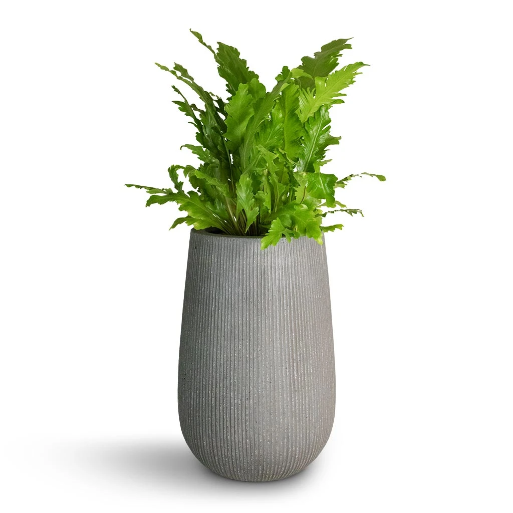 Patt High Ridged Planter - Dark Grey 10 Patt High Ridged Planter - Dark Grey - Image 10